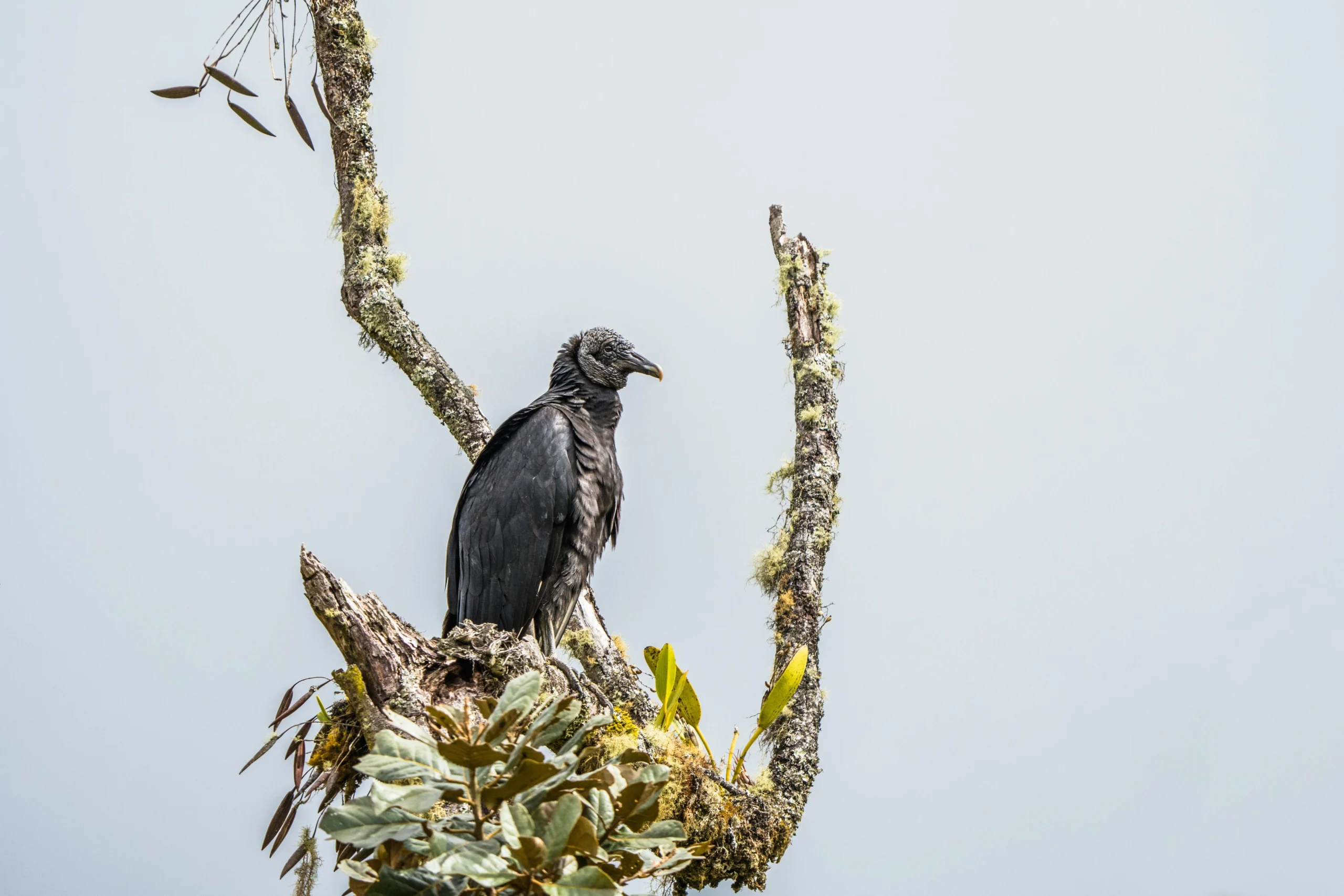 Rollapadu Bird Sanctuary
