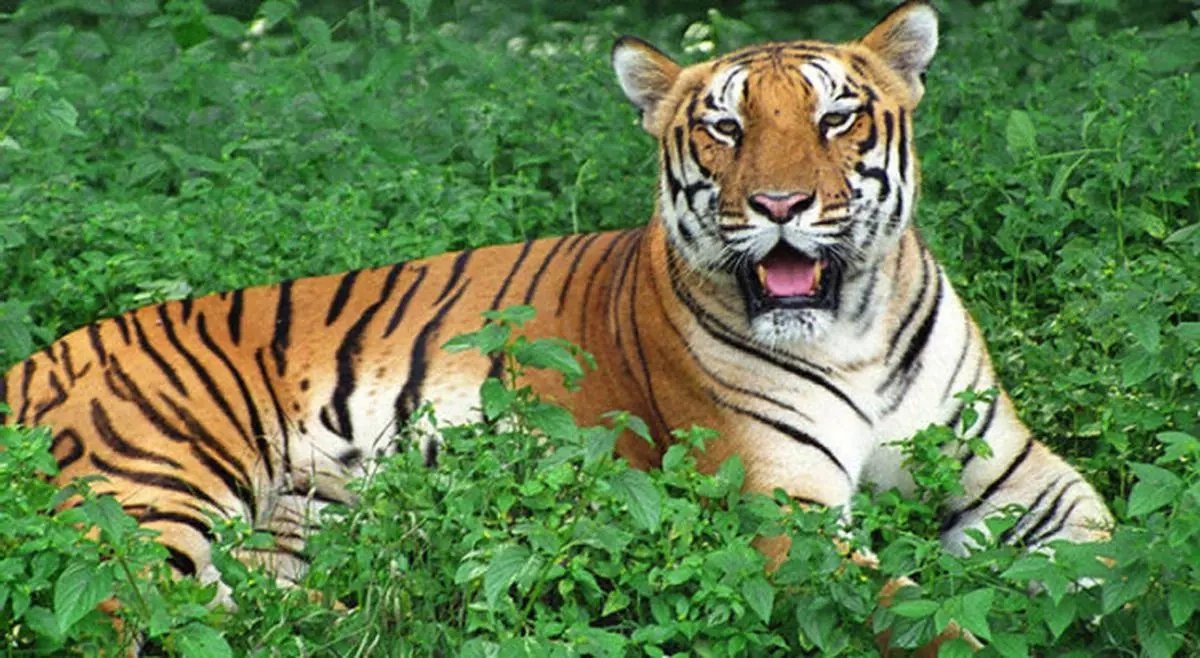 Nagarjunasagar Tiger